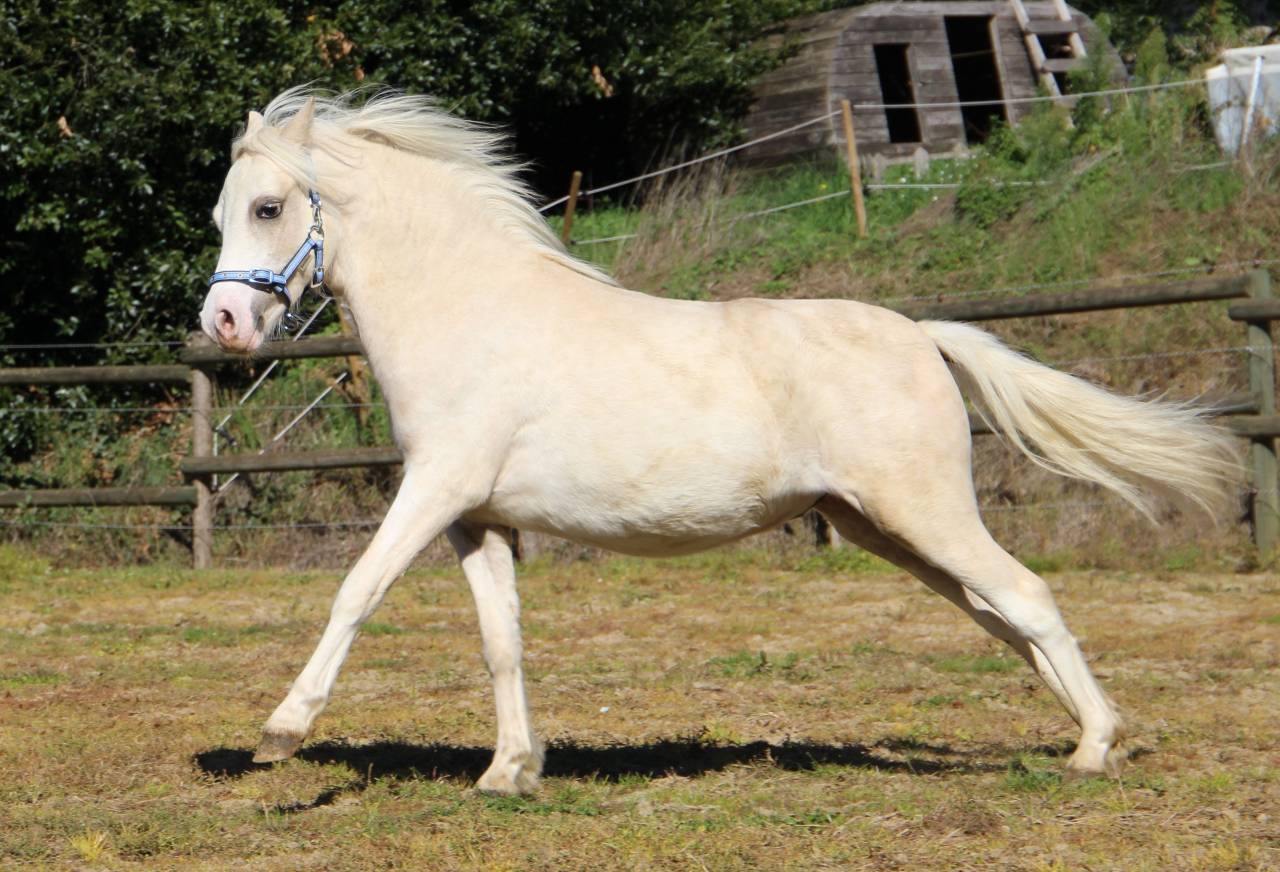 Entire Welsh Pony (Section A) For sale 2024 Palomino