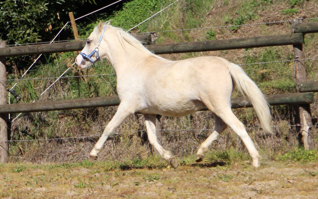 Entire Welsh Pony (Section A) For sale 2024 Palomino