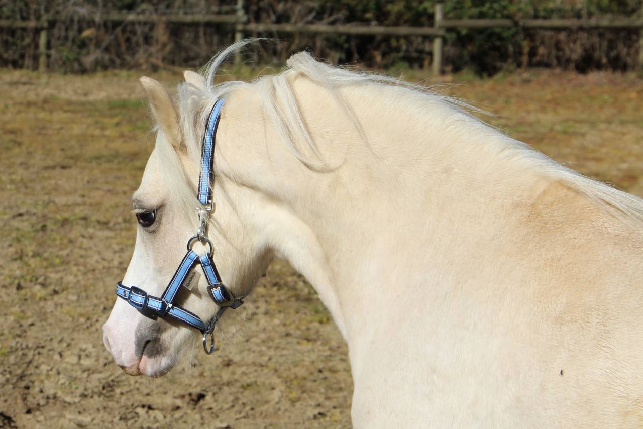 Entire Welsh Pony (Section A) For sale 2024 Palomino