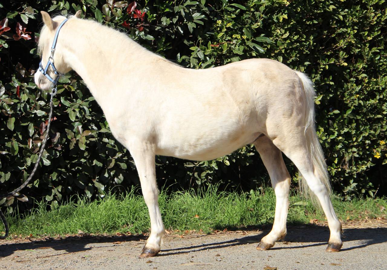 Entire Welsh Pony (Section A) For sale 2024 Palomino