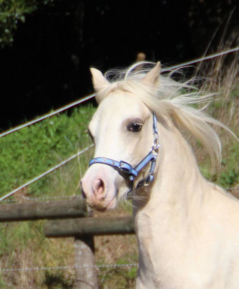 Entire Welsh Pony (Section A) For sale 2024 Palomino