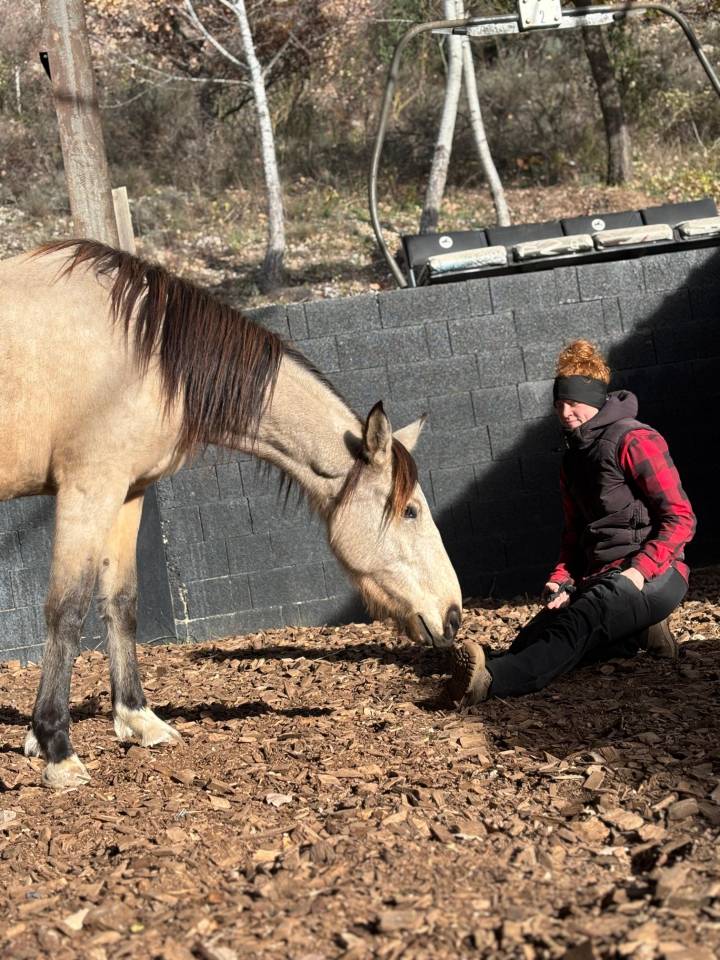 Mare No Origin Recorded For sale 2020 Buckskin