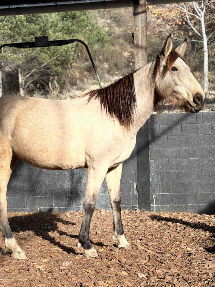 Mare No Origin Recorded For sale 2020 Buckskin