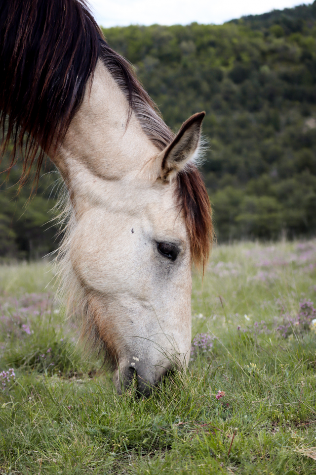 Mare No Origin Recorded For sale 2020 Buckskin