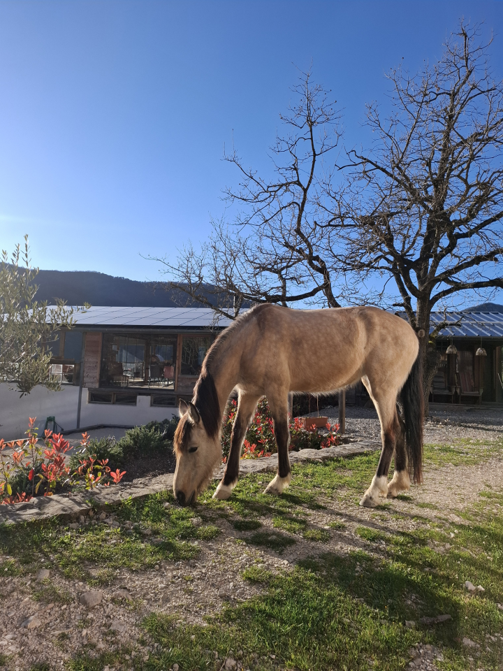 Mare No Origin Recorded For sale 2020 Buckskin