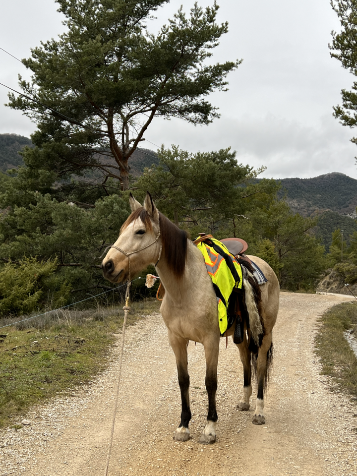 Mare No Origin Recorded For sale 2020 Buckskin