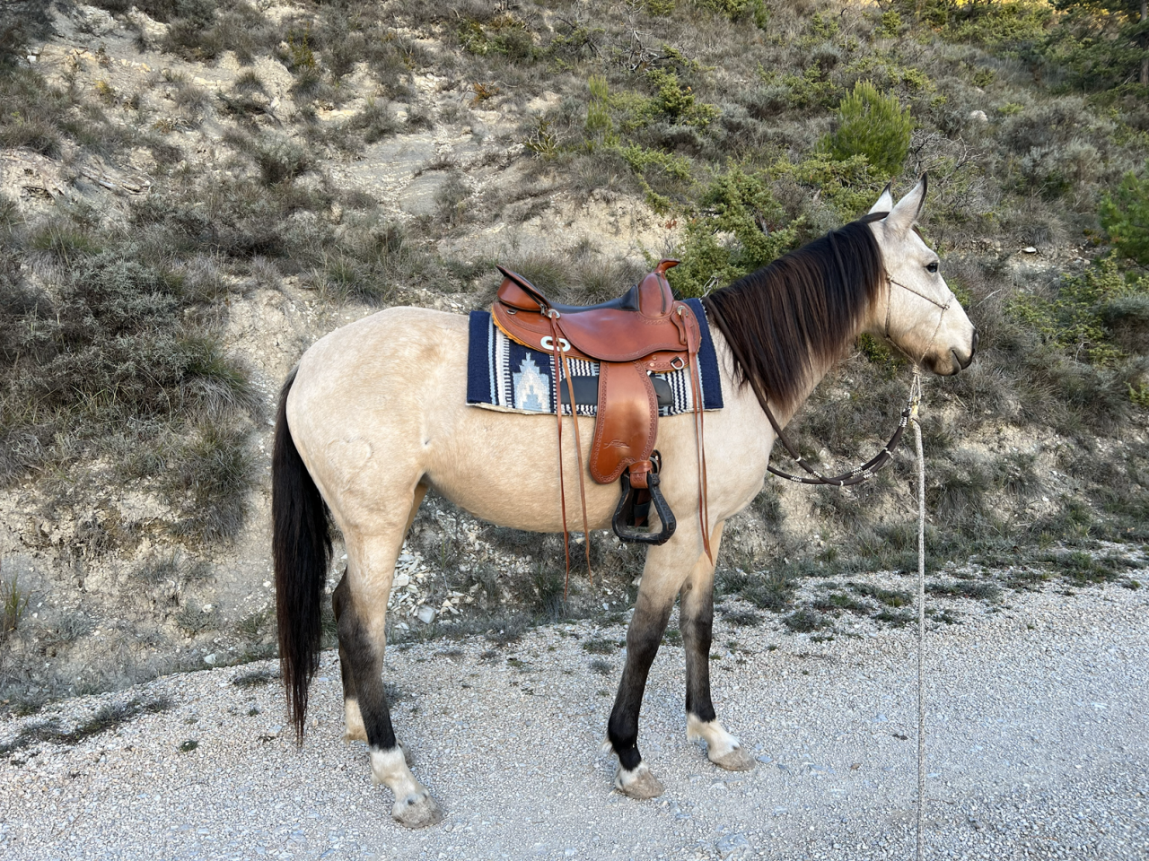 Mare No Origin Recorded For sale 2020 Buckskin