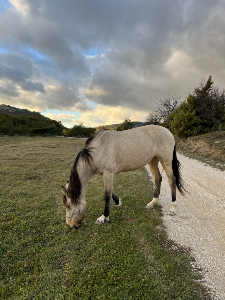 Mare No Origin Recorded For sale 2020 Buckskin