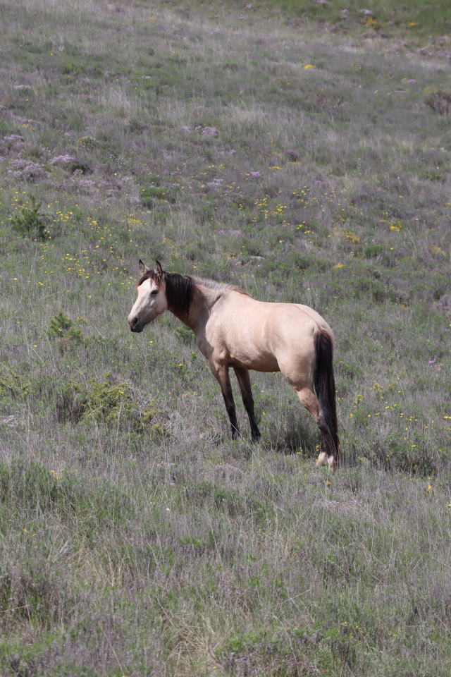 Mare No Origin Recorded For sale 2020 Buckskin