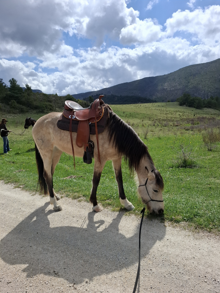 Mare No Origin Recorded For sale 2020 Buckskin