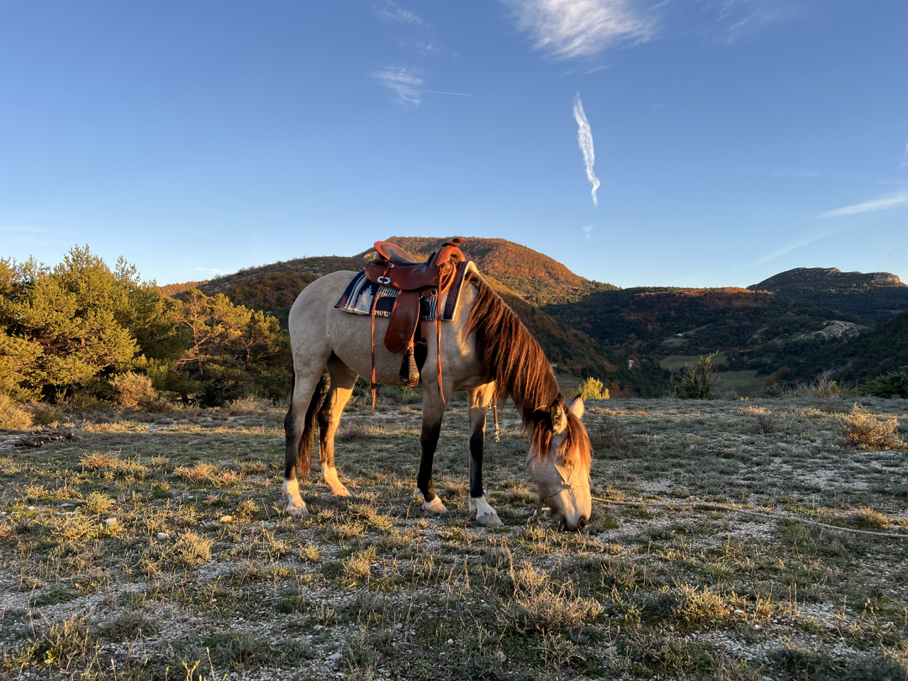 Mare No Origin Recorded For sale 2020 Buckskin