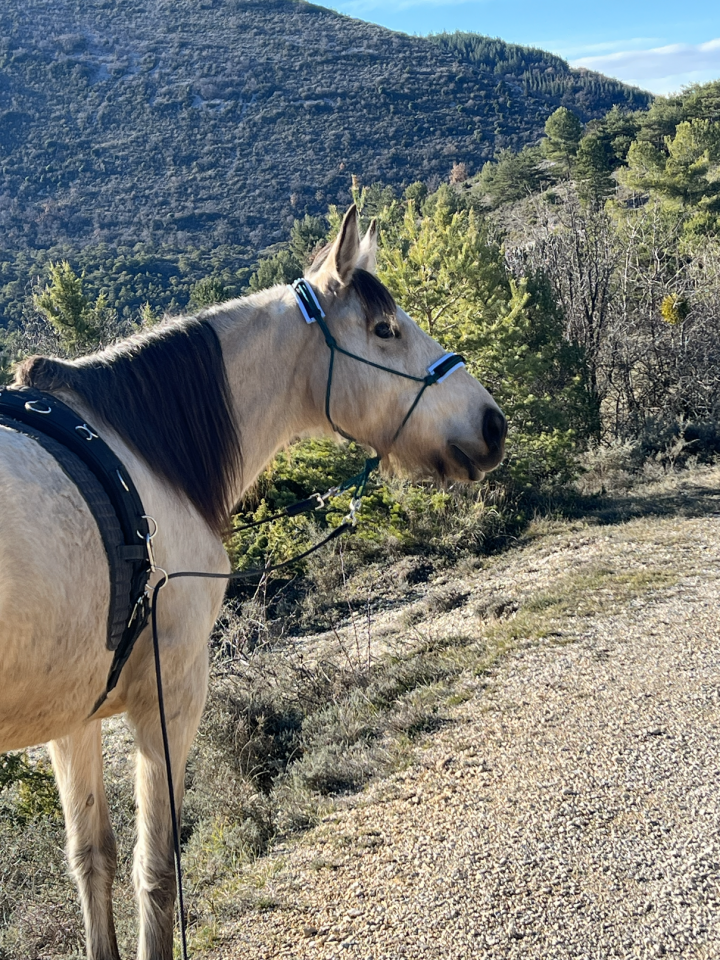 Mare No Origin Recorded For sale 2020 Buckskin
