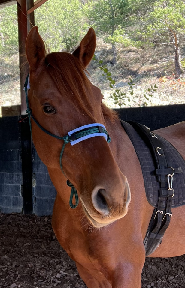Gelding No Origin Recorded For sale 2018 Chesnut