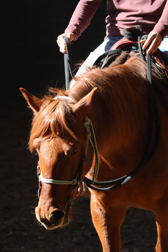 Gelding No Origin Recorded For sale 2018 Chesnut