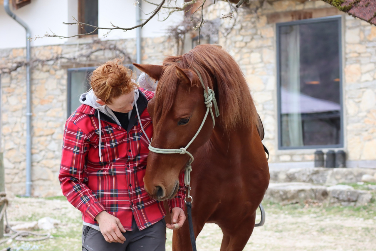 Gelding No Origin Recorded For sale 2018 Chesnut