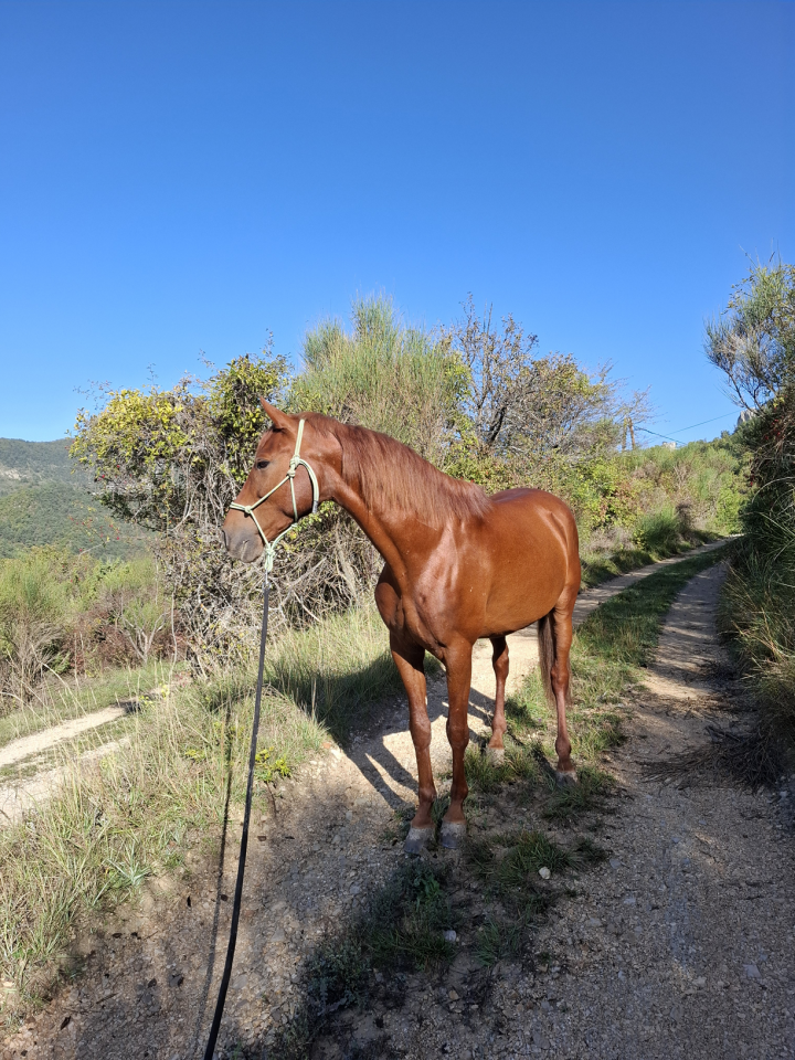 Gelding No Origin Recorded For sale 2018 Chesnut