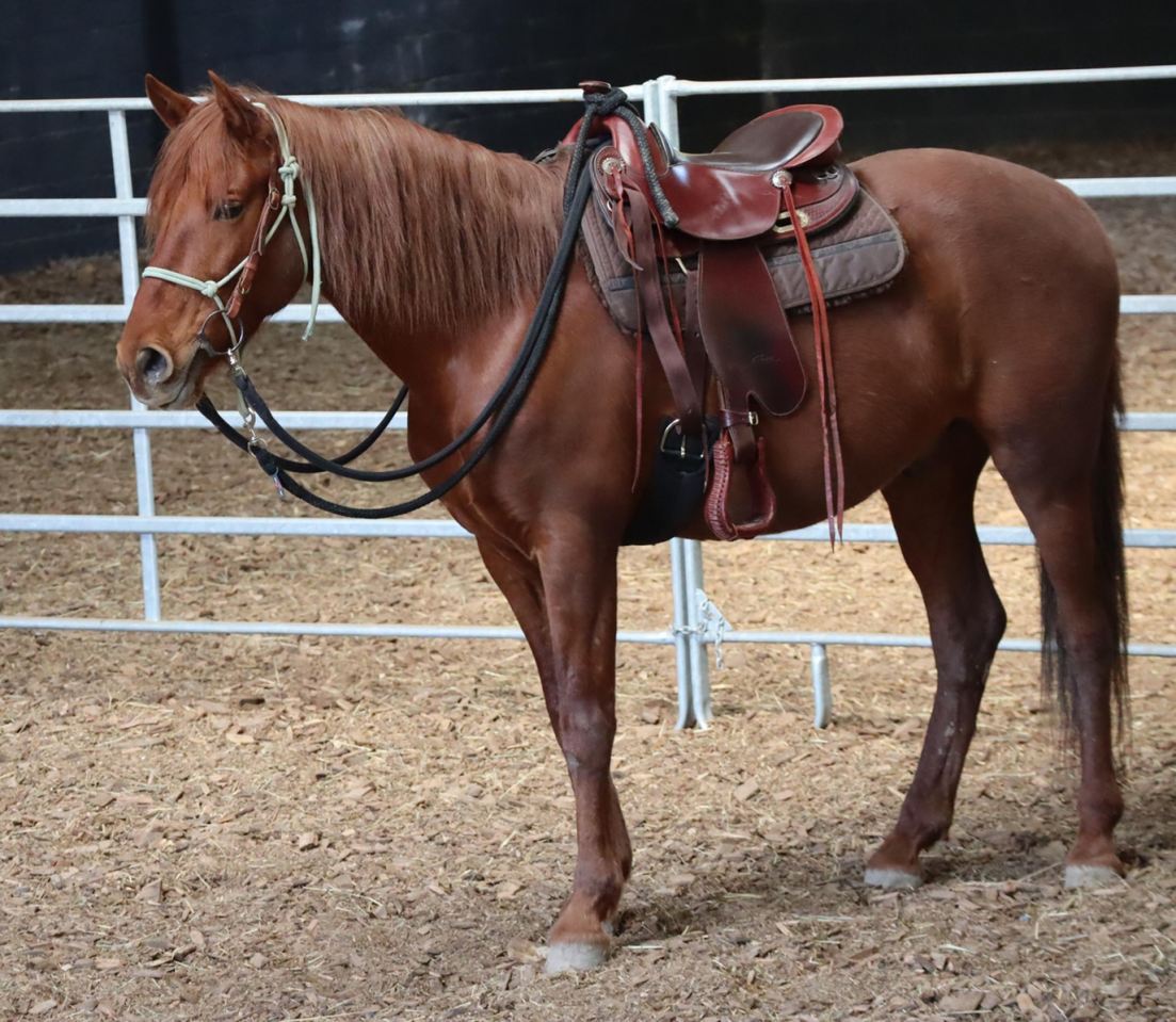 Gelding No Origin Recorded For sale 2018 Chesnut