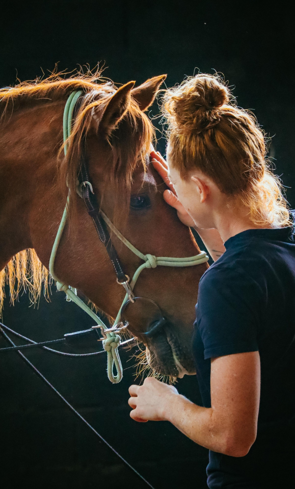 Gelding No Origin Recorded For sale 2018 Chesnut