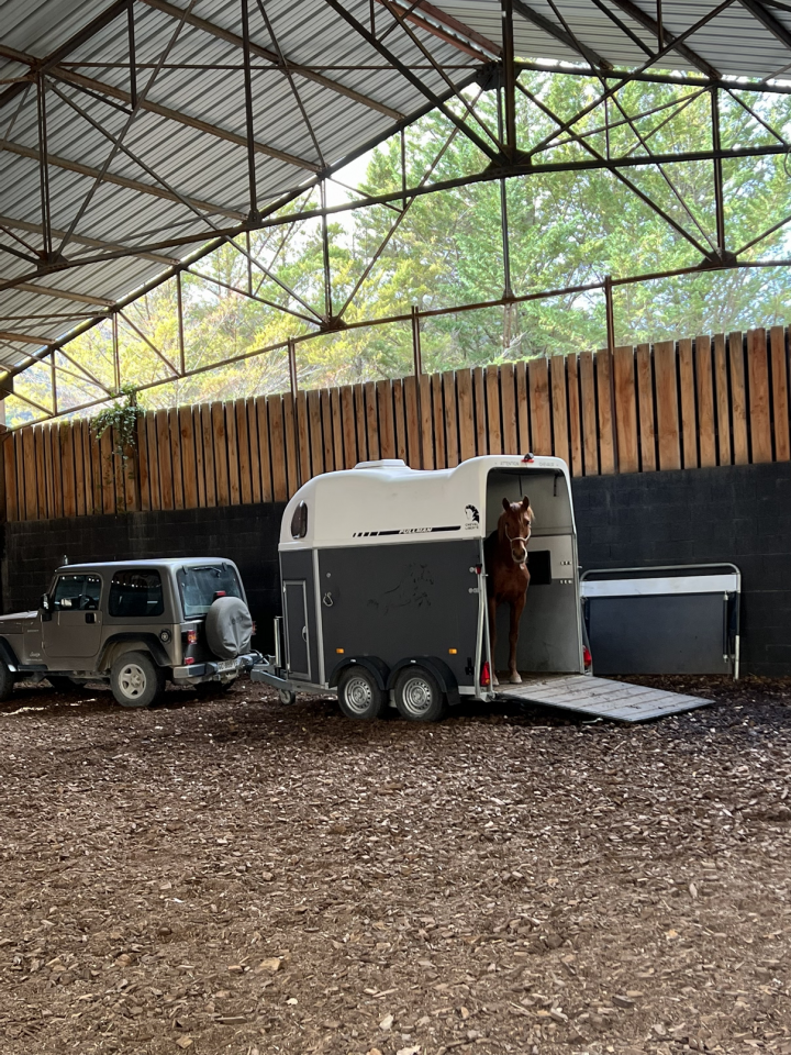 Gelding No Origin Recorded For sale 2018 Chesnut