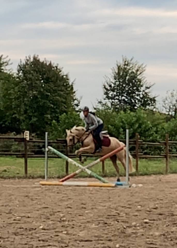 Gelding Other Pony Breed For sale 2018 Buckskin