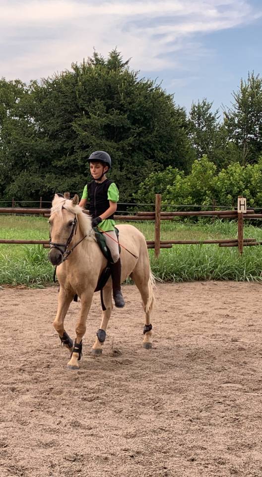 Gelding Other Pony Breed For sale 2018 Buckskin