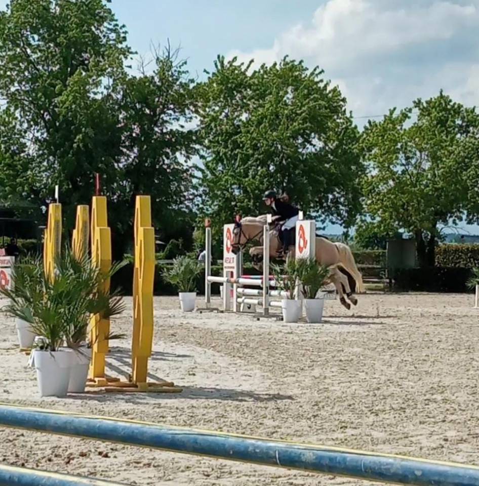 Gelding Other Pony Breed For sale 2018 Buckskin