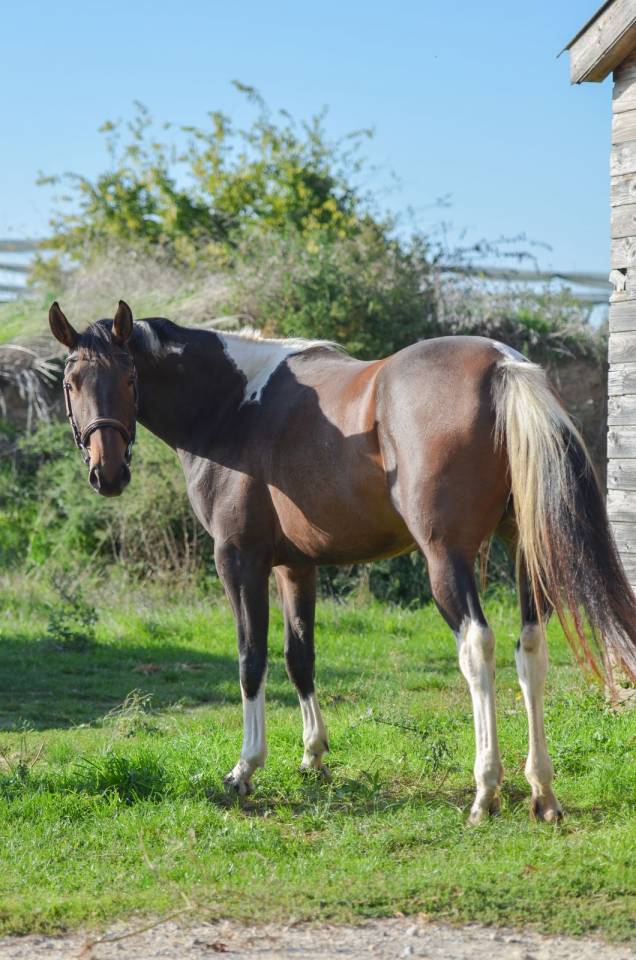 Mare AES Anglo European Studbook For sale 2022 Coloured