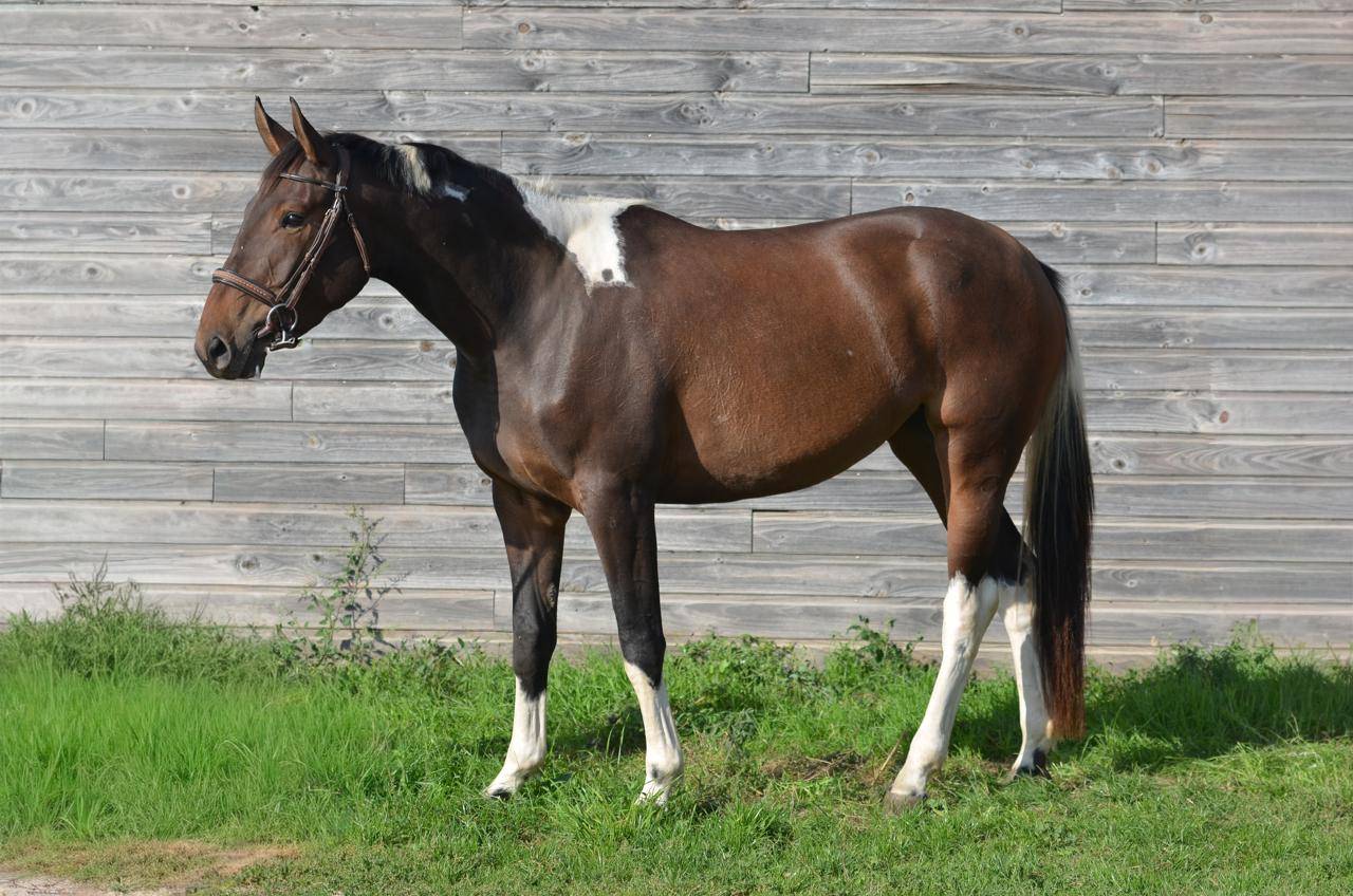 Mare AES Anglo European Studbook For sale 2022 Coloured