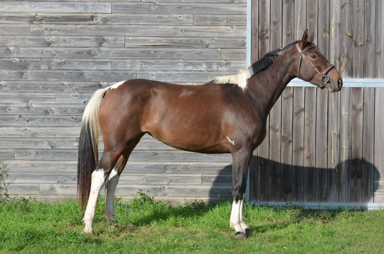 Mare AES Anglo European Studbook For sale 2022 Coloured