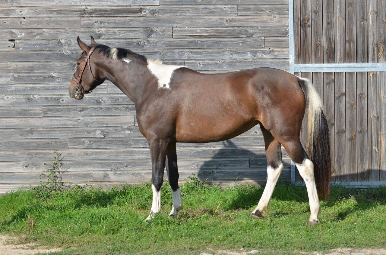 Mare AES Anglo European Studbook For sale 2022 Coloured