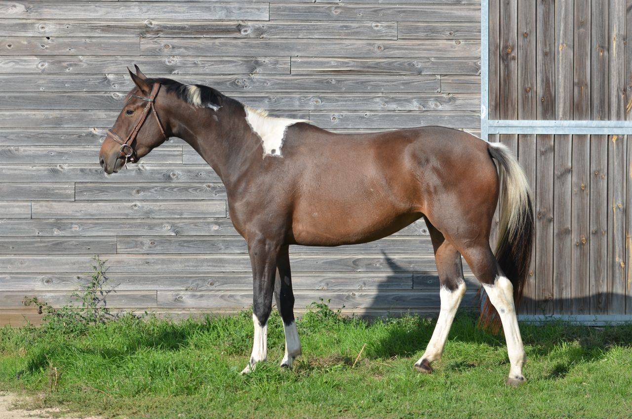 Mare AES Anglo European Studbook For sale 2022 Coloured