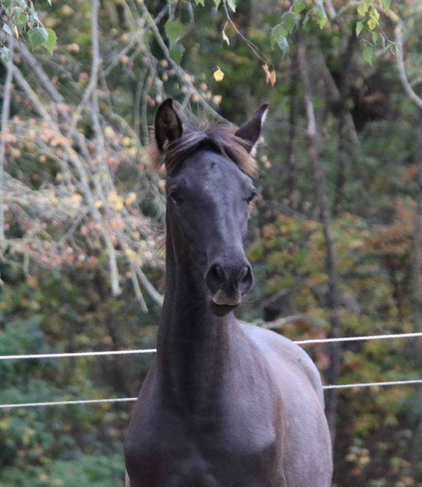 Colt PRE Pure Spanish Bred For sale 2025 Black