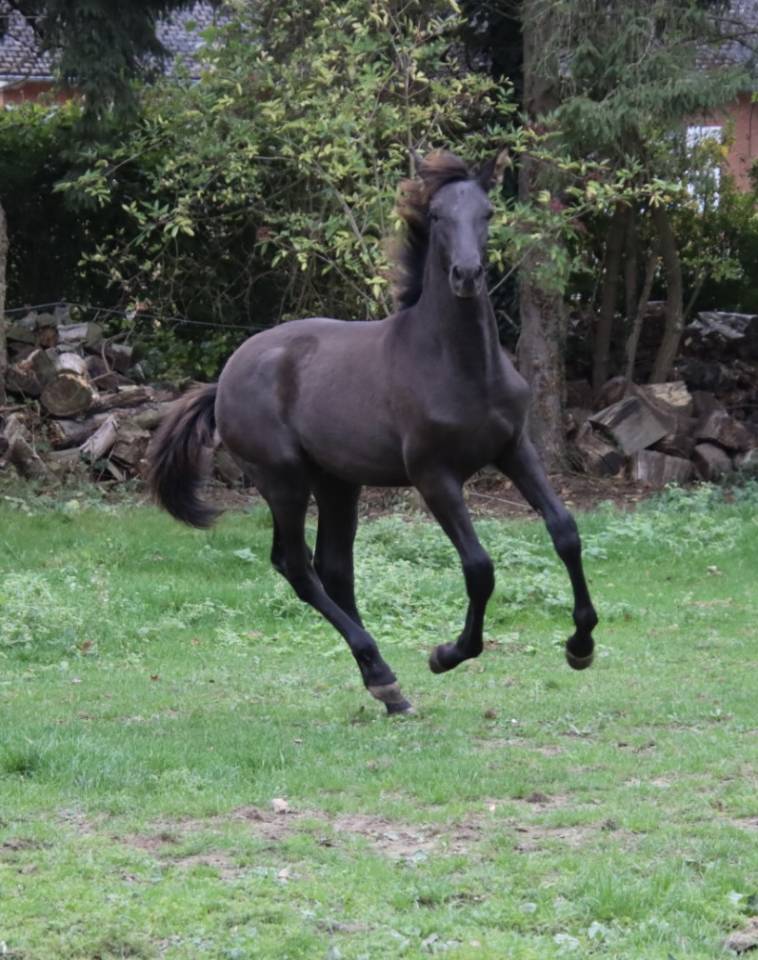Colt PRE Pure Spanish Bred For sale 2025 Black