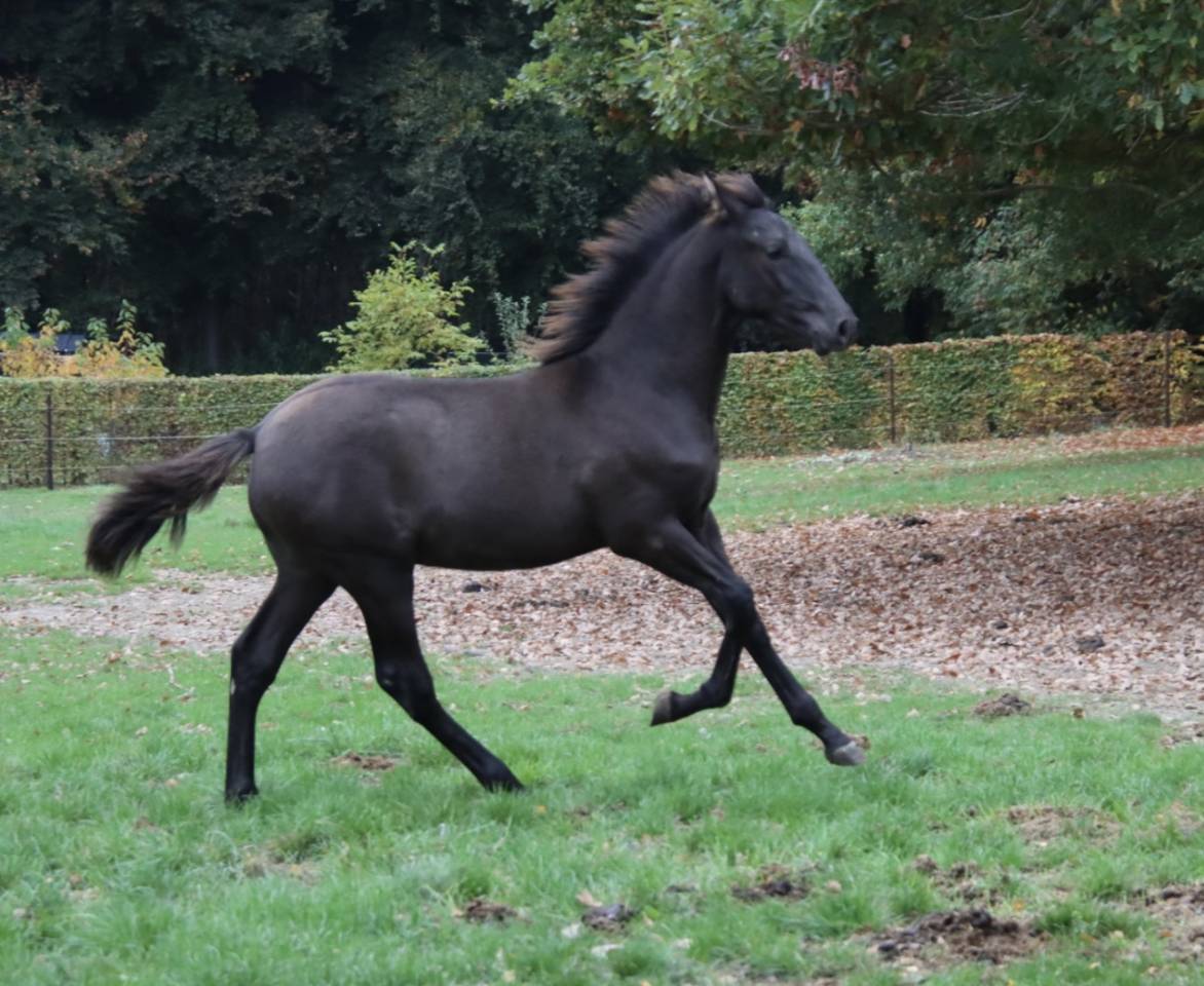 Colt PRE Pure Spanish Bred For sale 2025 Black