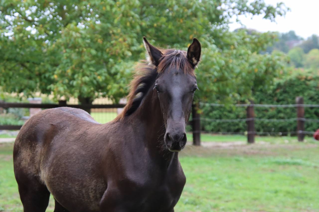 Colt PRE Pure Spanish Bred For sale 2025 Black