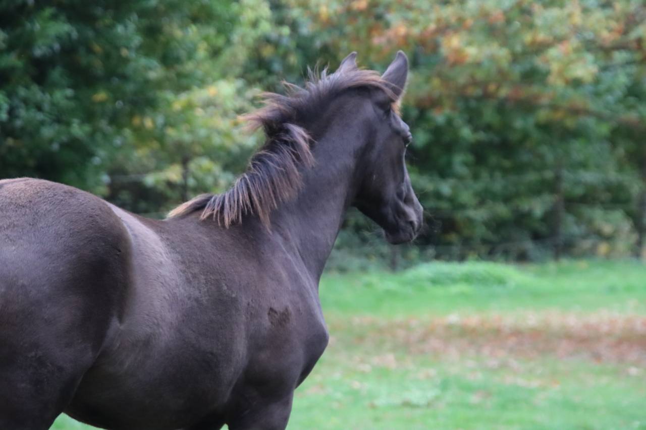 Colt PRE Pure Spanish Bred For sale 2025 Black