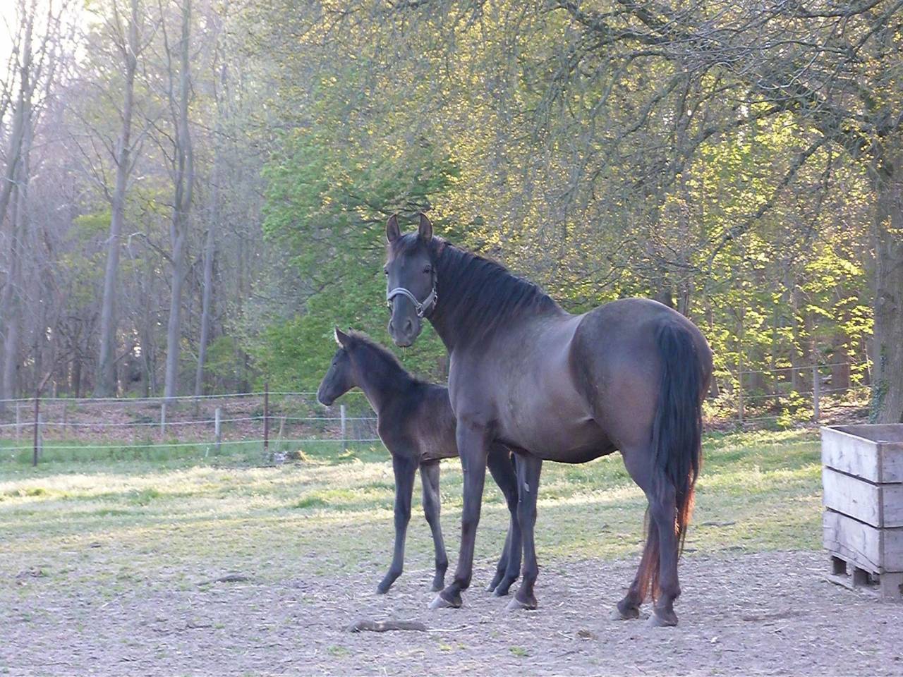 Mare PRE Pure Spanish Bred For sale 2015 Black