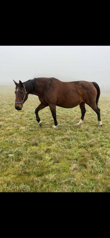 Mare Selle Fran&ccedil;ais For sale 2009 Bay