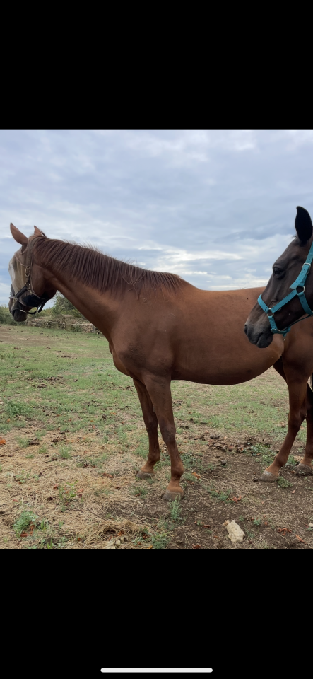 Mare Selle Fran&ccedil;ais For sale 2010 Chesnut