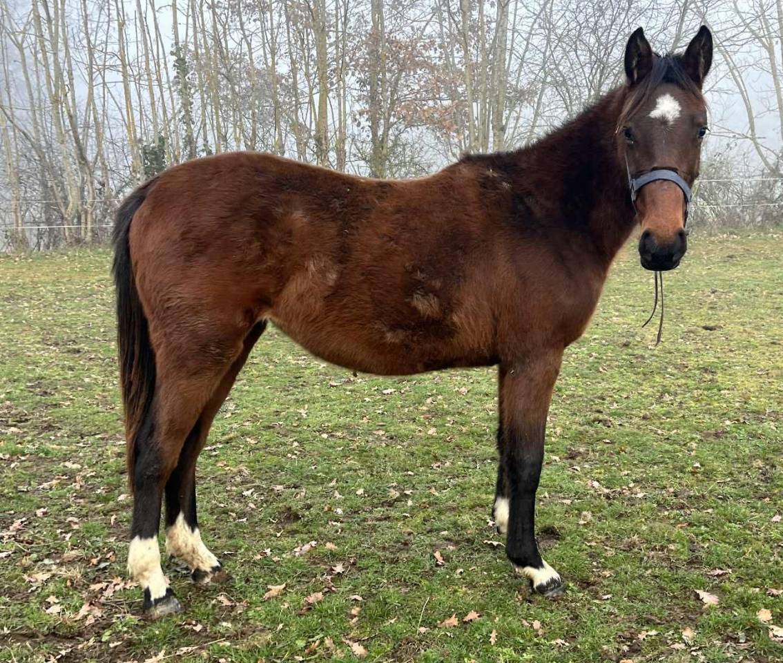 Mare Selle Fran&ccedil;ais For sale 2024 Bay