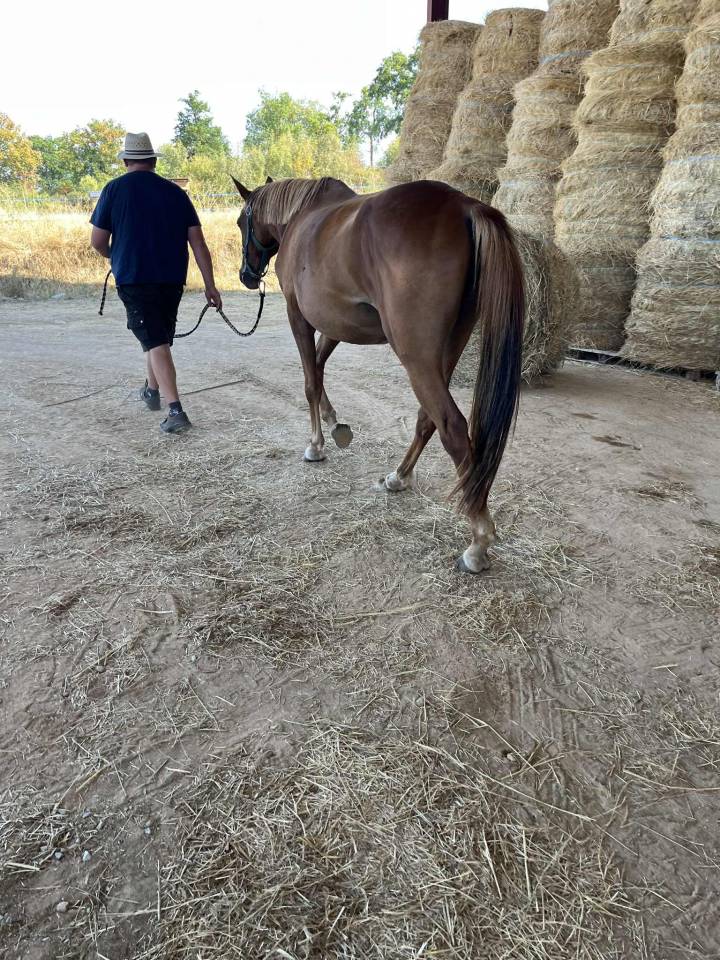 Mare Selle Fran&ccedil;ais For sale 2020 Chesnut