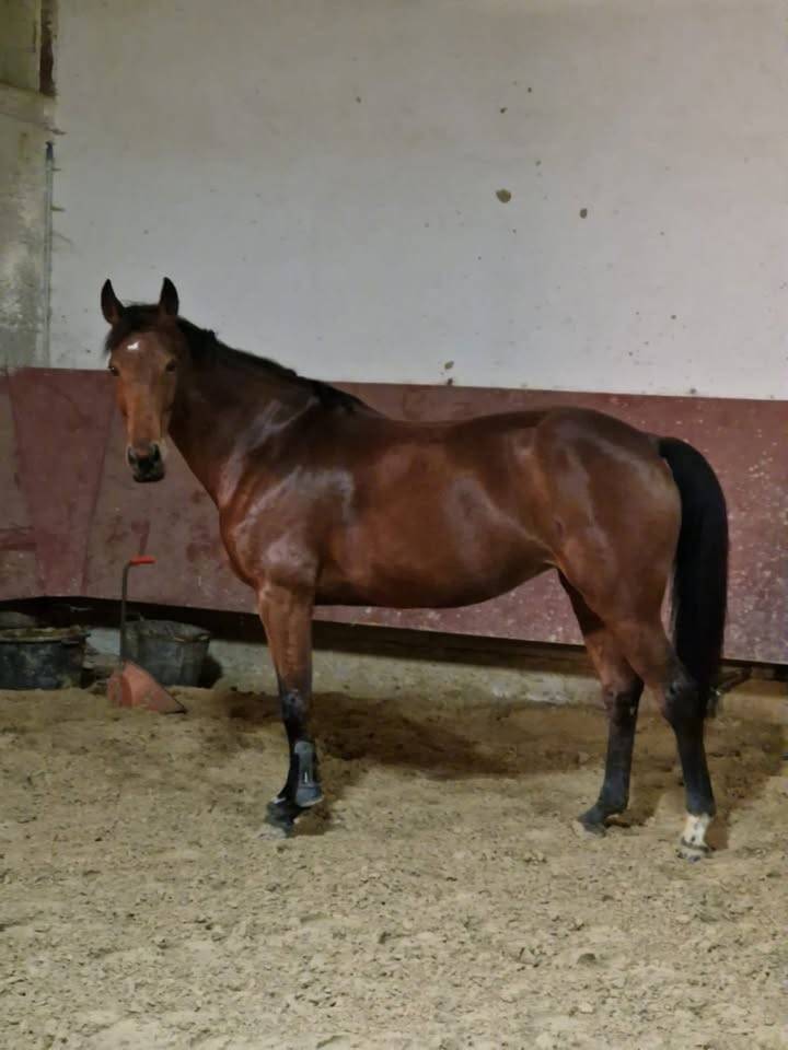 Mare Selle Fran&ccedil;ais For sale 2015 Bay