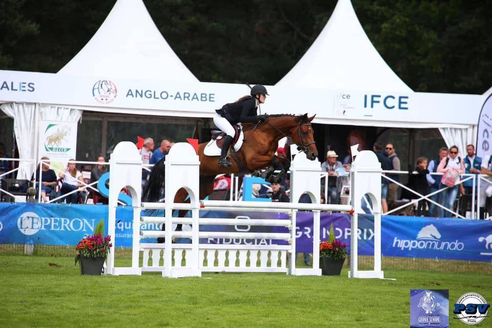 Mare Selle Fran&ccedil;ais For sale 2015 Bay