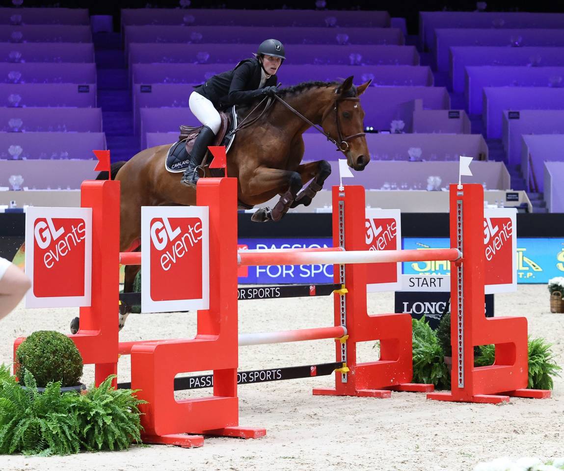 Mare Selle Fran&ccedil;ais For sale 2015 Bay