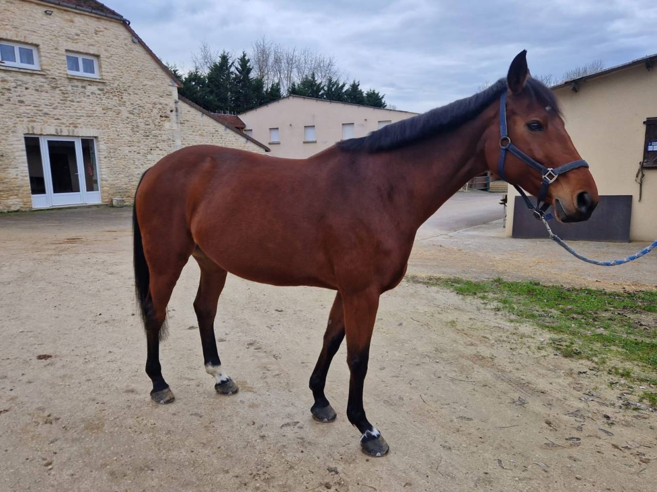 Mare Selle Fran&ccedil;ais For sale 2015 Bay