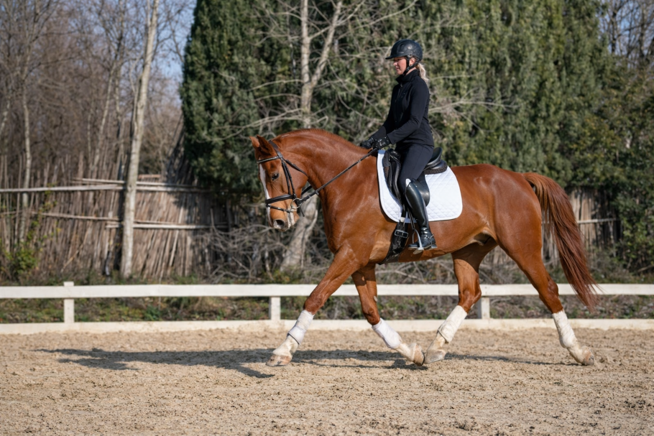Gelding Selle Fran&ccedil;ais For sale 2020 Chesnut