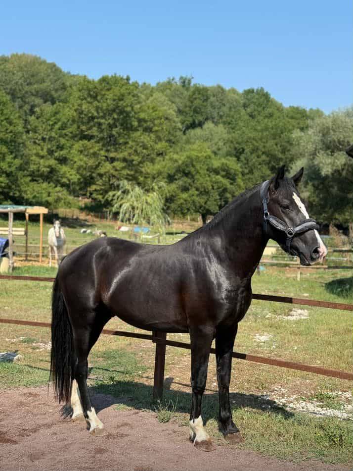 Gelding British Riding Pony For sale 2022 Black