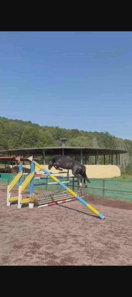 Gelding British Riding Pony For sale 2022 Black