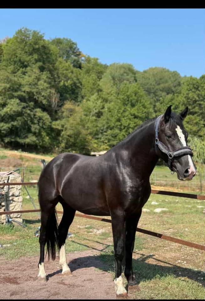 Gelding British Riding Pony For sale 2022 Black