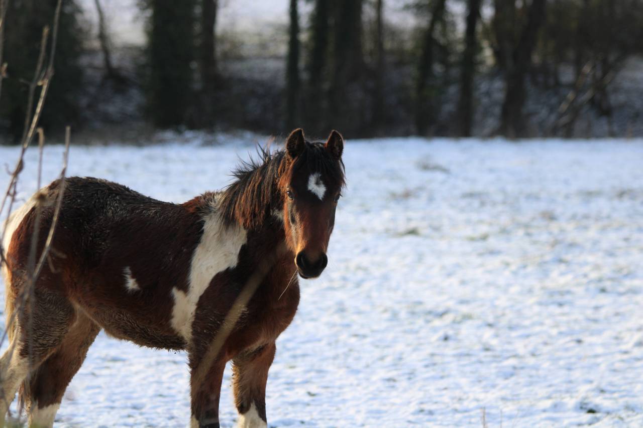 Filly Welsh Part Bred For sale 2025 Coloured